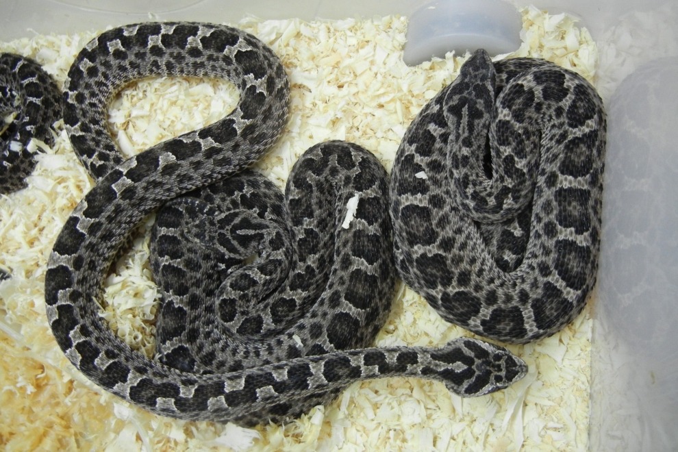 Cómo prevenir accidentes con alacranes, arañas y serpientes