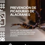 Altas temperaturas: recomendaciones para prevenir picaduras de alacranes