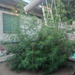 Un llamado por violencia familiar derivó en el hallazgo plantas de cannabis en un domicilio