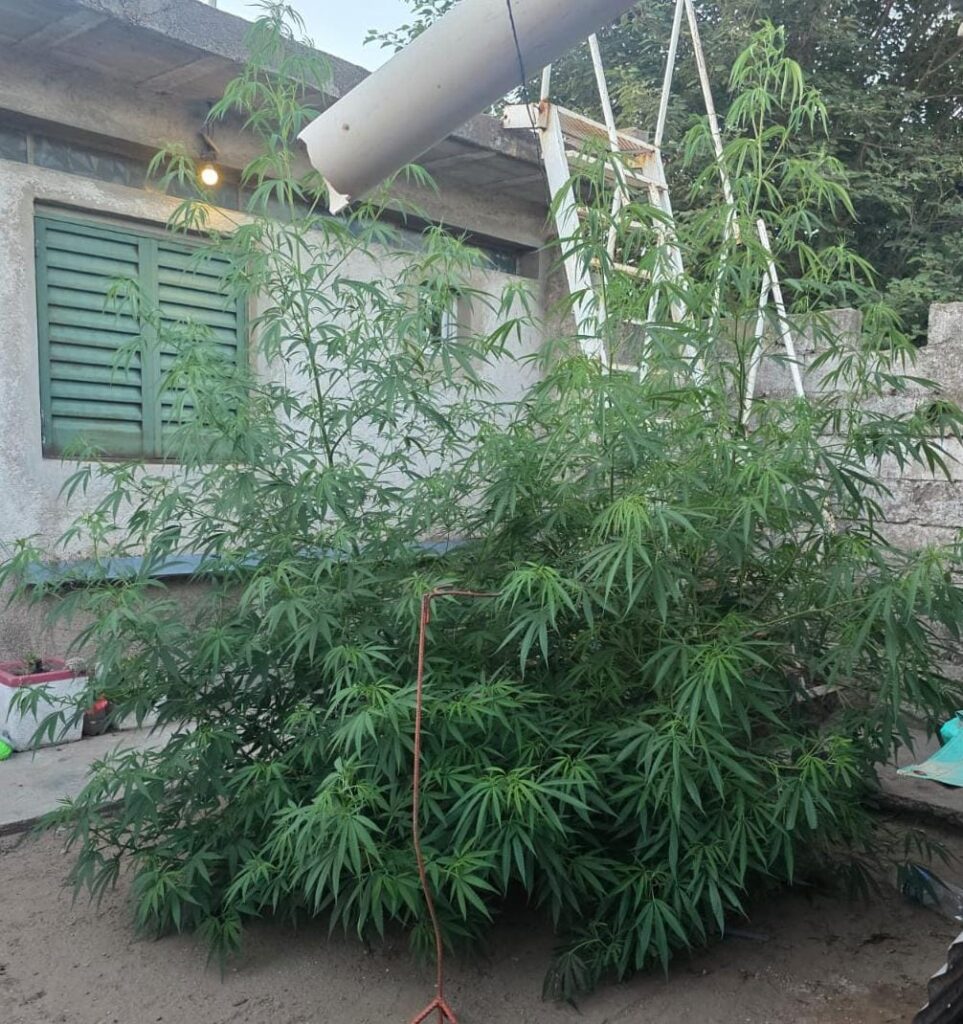 Un llamado por violencia familiar derivó en el hallazgo plantas de cannabis en un domicilio