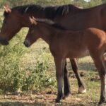 Promueven la adopción responsable de más de 40 equinos rescatados