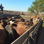 La Policía de Córdoba recuperó 1.060 cabezas de ganado valuadas en más de $2.000 millones