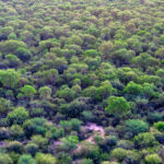 Se extiende la convocatoria del Programa de Pago por Servicios Ambientales para la conservación de bosque nativo