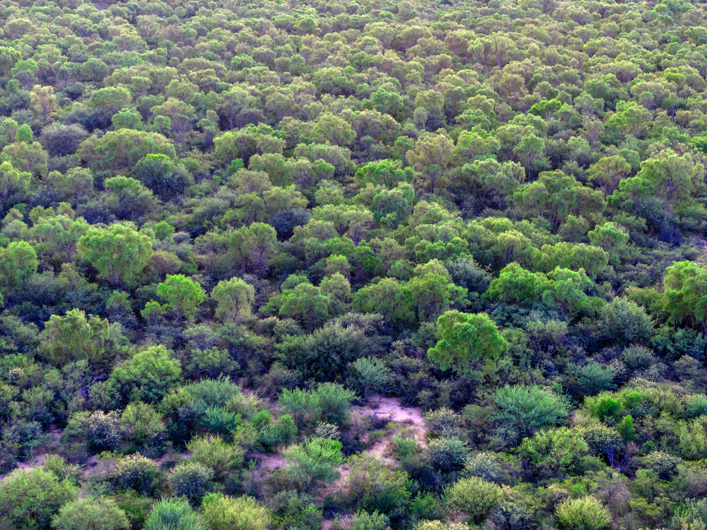 Se extiende la convocatoria del Programa de Pago por Servicios Ambientales para la conservación de bosque nativo