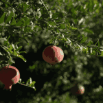 Córdoba concretó su primer embarque aéreo de granadas con destino a Rotterdam