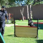 Buster, el agente canino de la FPA que se retiró con más de 300 procedimientos efectivos
