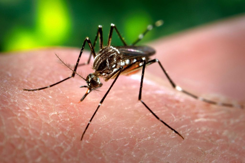 El Ministerio de Salud confirmó tres nuevos casos autóctonos de chikungunya en Córdoba