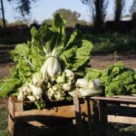 La Huerta en Tu Hogar: Comienza la entrega de semillas de la temporada otoño-invierno
