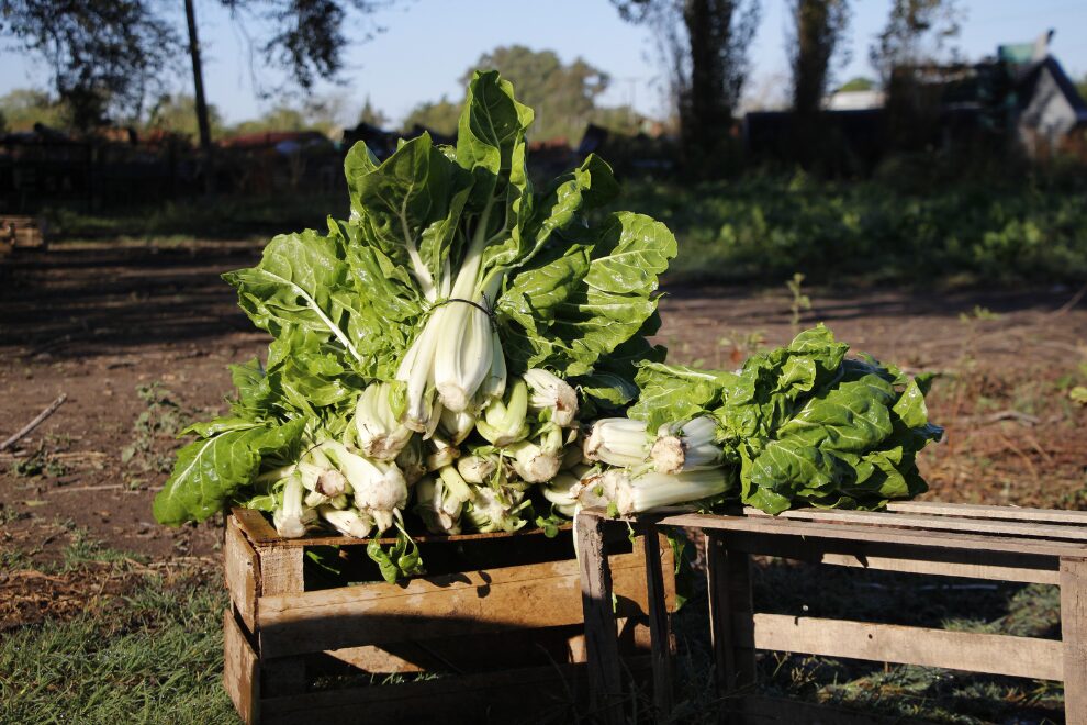 La Huerta en Tu Hogar: Comienza la entrega de semillas de la temporada otoño-invierno