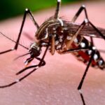 Dengue: Salud realizó la última sala de situación de la temporada 2025-2026