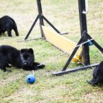 Se agranda la familia FPA: ocho cachorros se suman a la división K-9